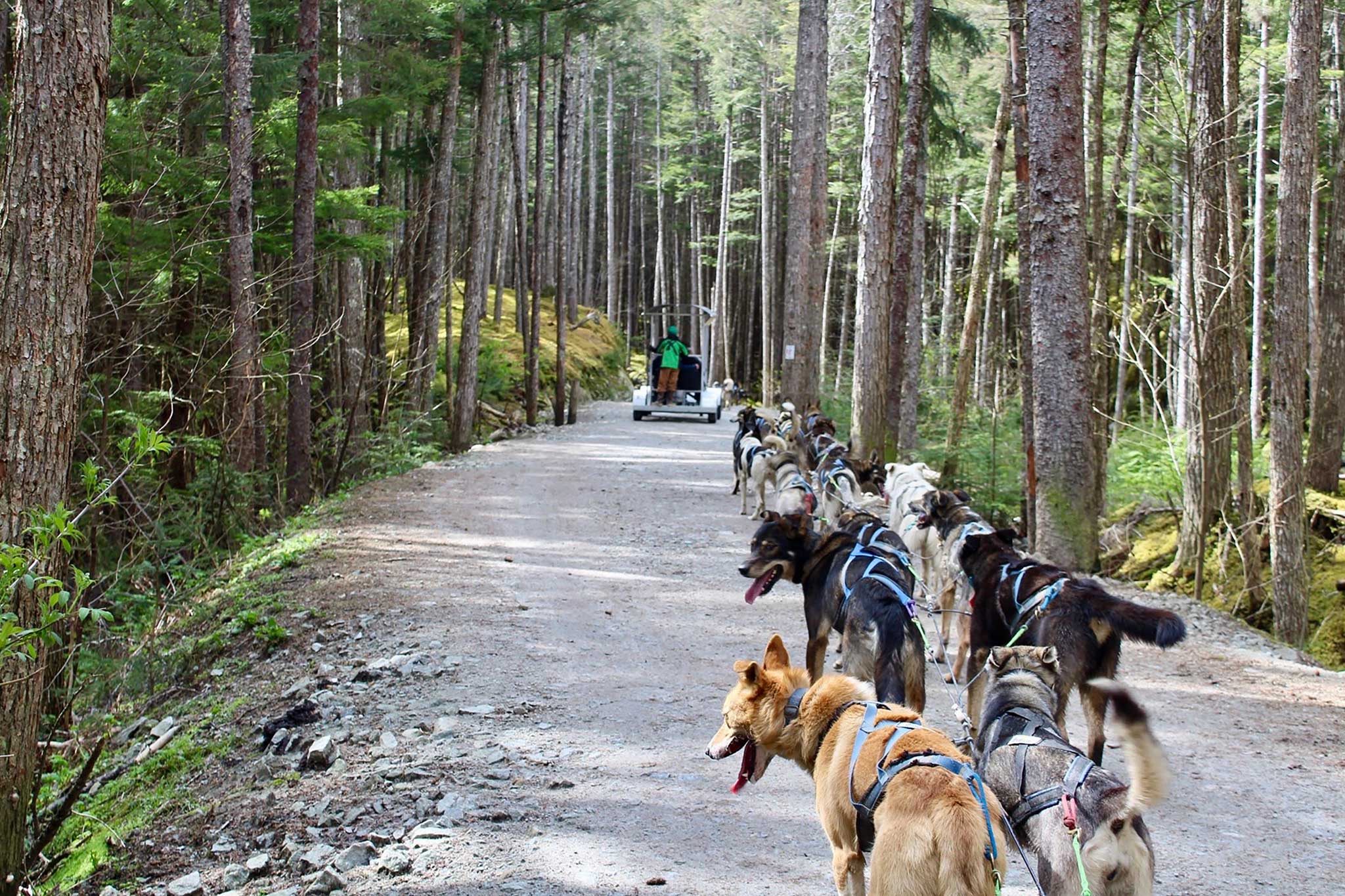 A team of sled dogs harnessed together pulls a wheeled cart along a forest trail in Alaska; the dogs are guided by a musher ahead and the trail is dappled in sunlight and surrounded by tall evergreen trees.