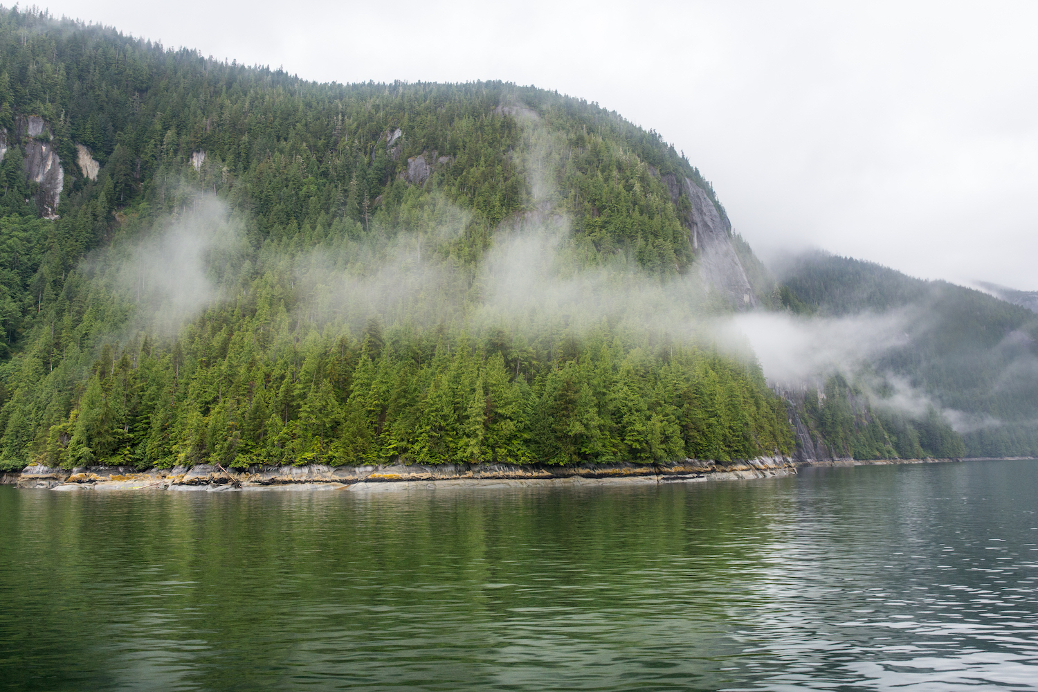 Misty forested fjord coastline in Alaska with evergreen-covered mountains rising above calm ocean waters.