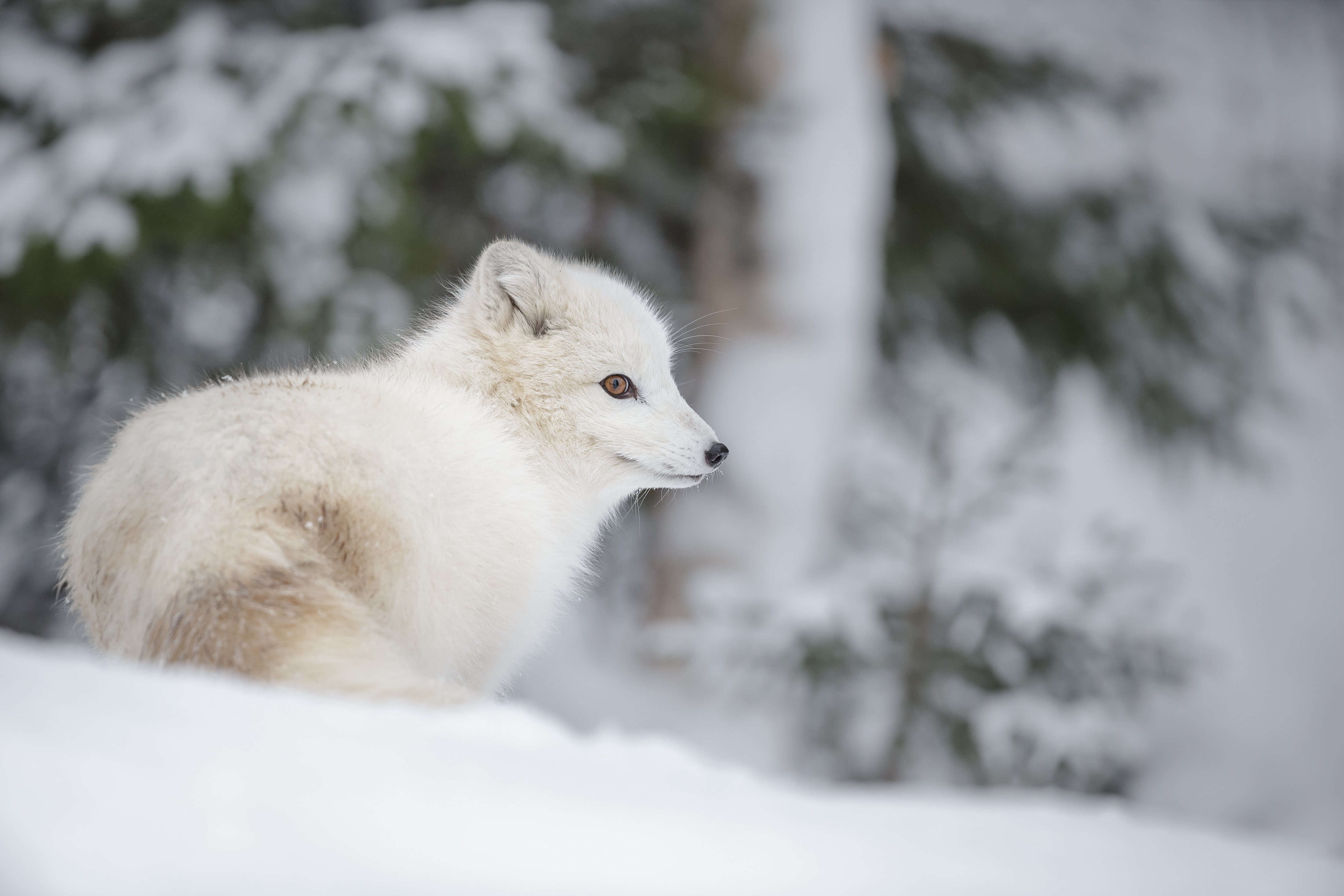 Arctic fox with white winter fur standing in snowy landscape with blurred forest background.