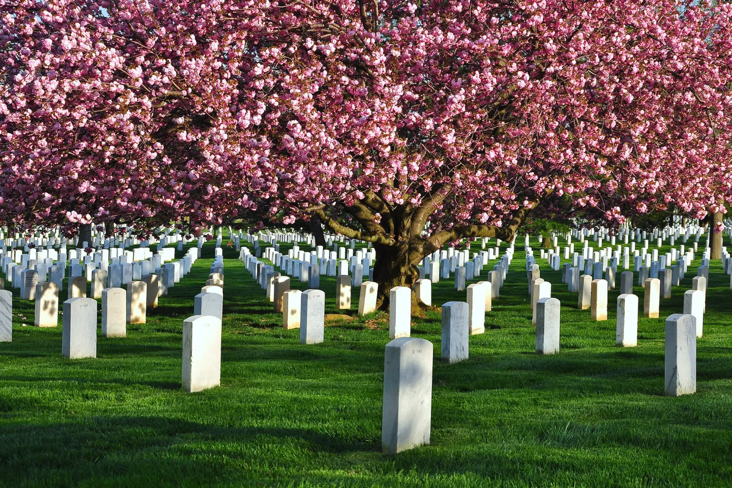 White headstones at Arlington National Cemetery