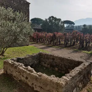Vineyard in Pompeii